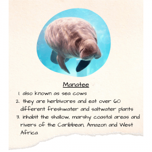 Manatee also known as sea cows, they are herbivores and eat over 60 different freshwater and saltwater plants, inhabit the shallow, marshy coastal areas and rivers of the Caribbean, Amazon and West Africa