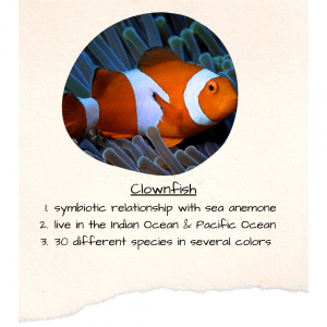 Clownfish symbiotic relationship with sea anemone, live in the Indian Ocean & Pacific Ocean, 30 different species in several colors